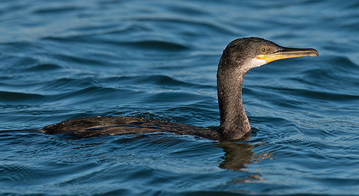 Shag (Crosby Marina, Lancashire, 9 December 2009).